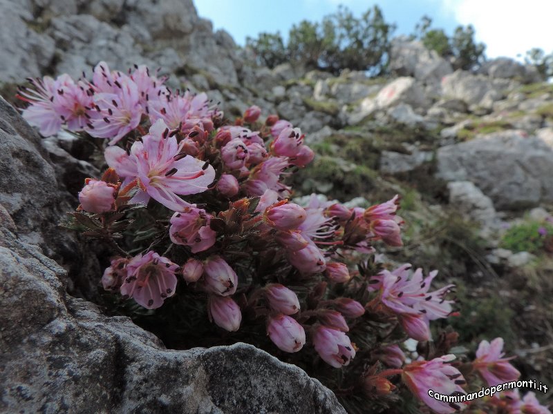 100  Rododendro cistino.jpg -           